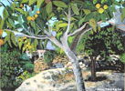 nisperos tree